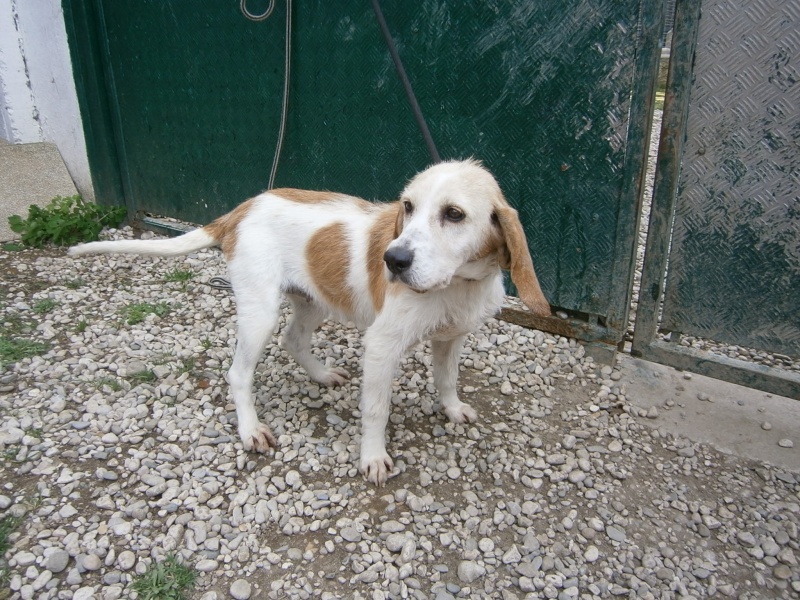 Urgent - TEKILA - x beagle/griffon 13 ans - Refuge des Berauds à Romans (26) Tykila10