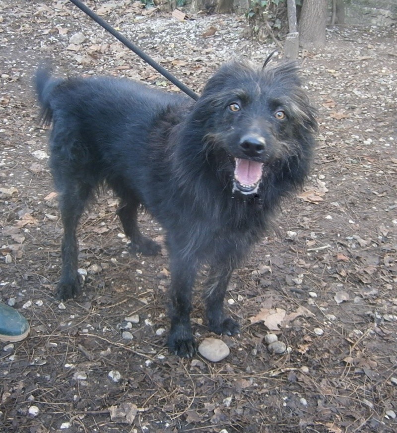 ULYSSE croisé Griffon  6  ans   (5 ans de refuge)  -  REFUGE DES BERAUDS A  ROMANS (26) Ulysse10