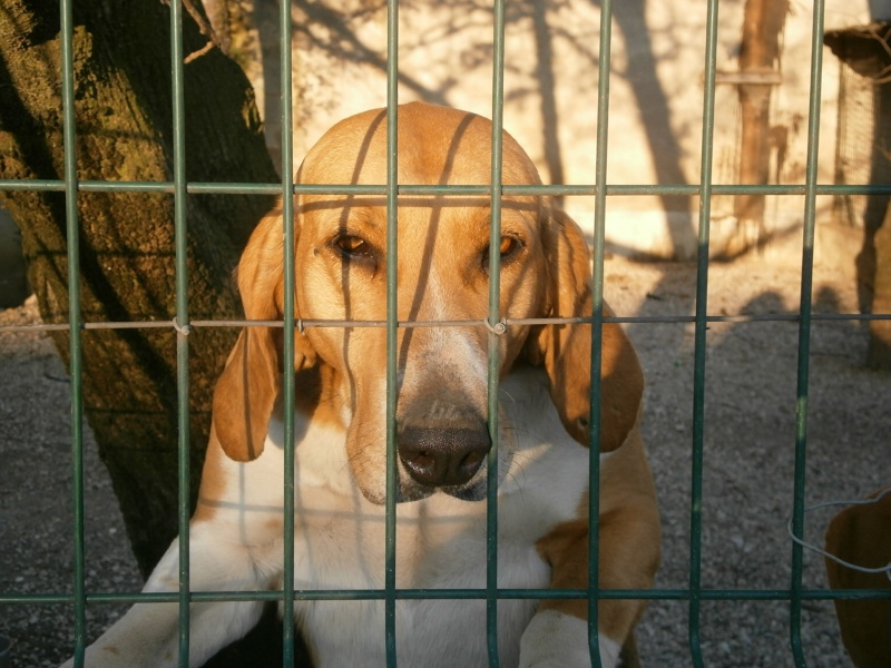 WENDY  - poitevin 3 ans  (2 ans de refuge) - Refuge des Berauds à Romans (26) Wendy-10