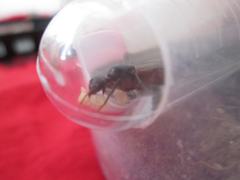 Camponotus sp Img_4533