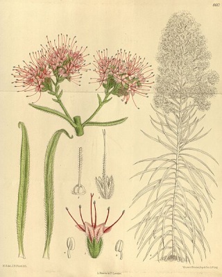 Echium wildpretii 480px-11