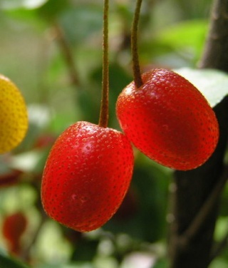 Acca sellowiana, Eleagnus multiflorus, Aralia elata, Phyllantus acidus, Wollemia nobilis [devinette] Devi211