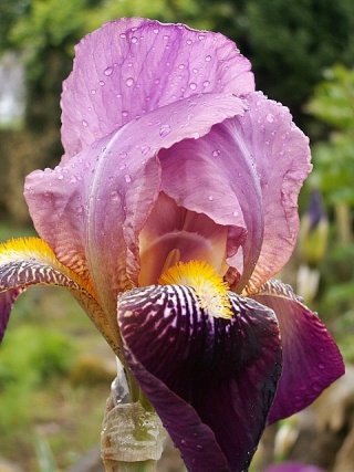 Iris de Cormillonne [identification] Iris2110