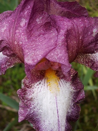 Iris de Cormillonne [identification] Pict0012