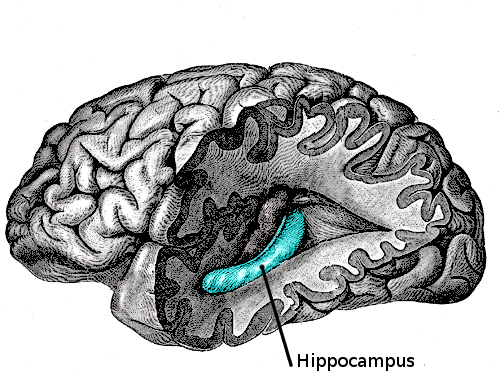  المعروف علميا ب Hippocampus 110