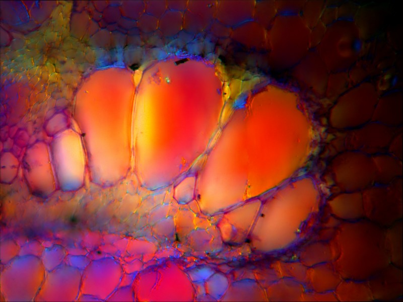 Microscopie 2015 Ts_68810