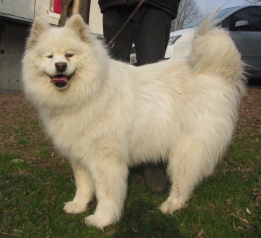 Nouchka Samoyède (f) 09/2009 ok chiens pas de chats REFU74 03-15-10
