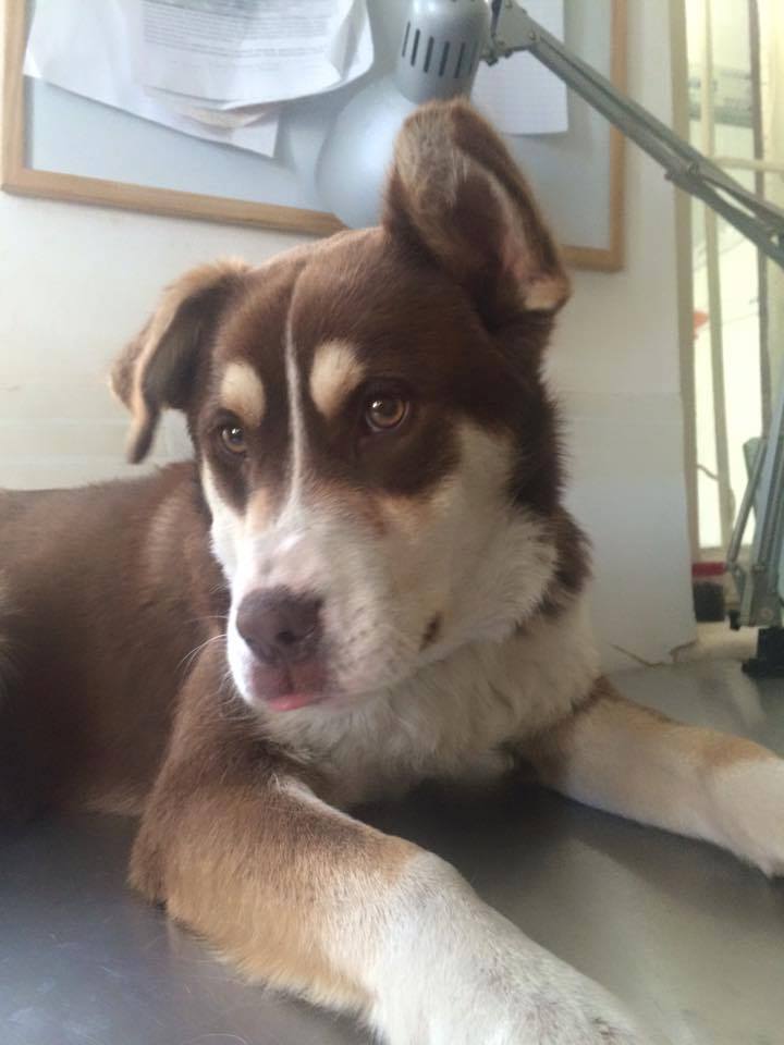Safi x Husky (m) 1 an et demi Pas OK chats ROUMANIE URGENT 10352310