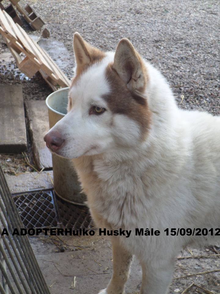 Hulko mâle husky né le 15/09/2012 PART60 10367610