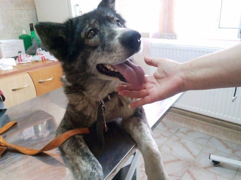 URGENCE ROUMANIE  Chaman x  husky  6 ans  ADOPTE 10402310