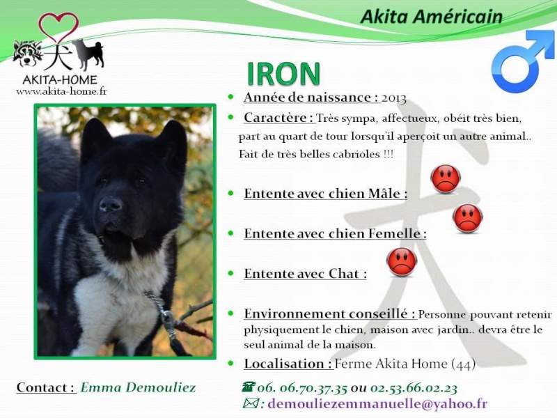 Iron Akita Américain (m ) 2013 Sympa, affectueux et très obéissant ASSO44 10405610