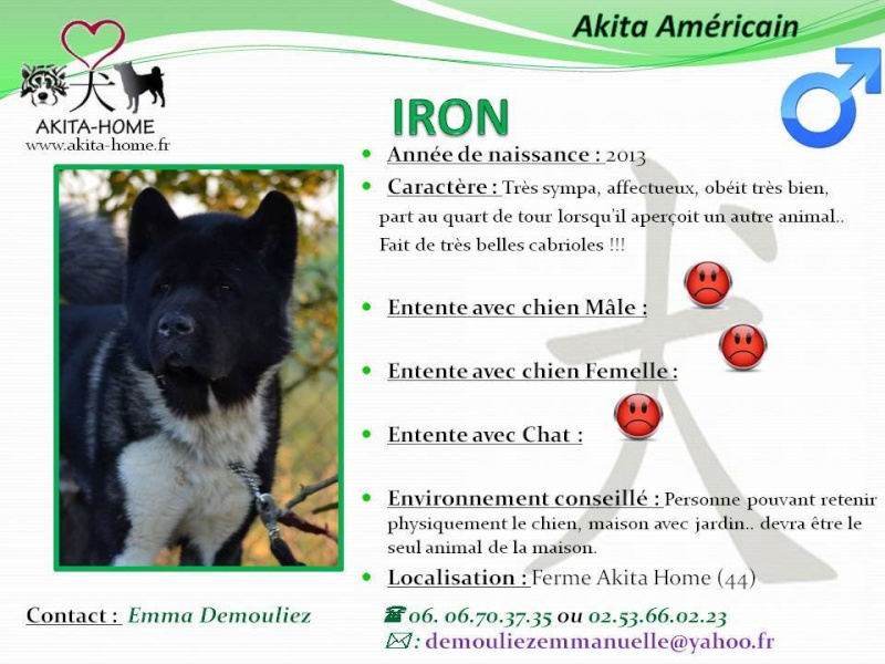 Iron Akita Américain  (m ) 2013   Sympa, affectueux et très obéissant ASSO44 10405610