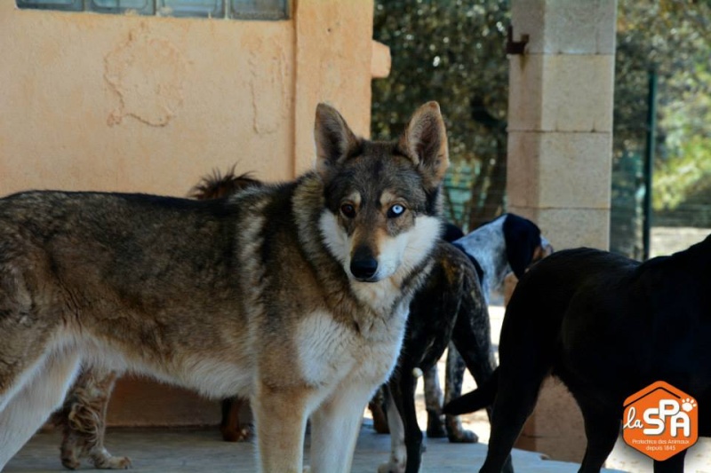 JO et JENA, Chien-loup tchèque X Husky, frere et soeur 2011 REFU13 10417710