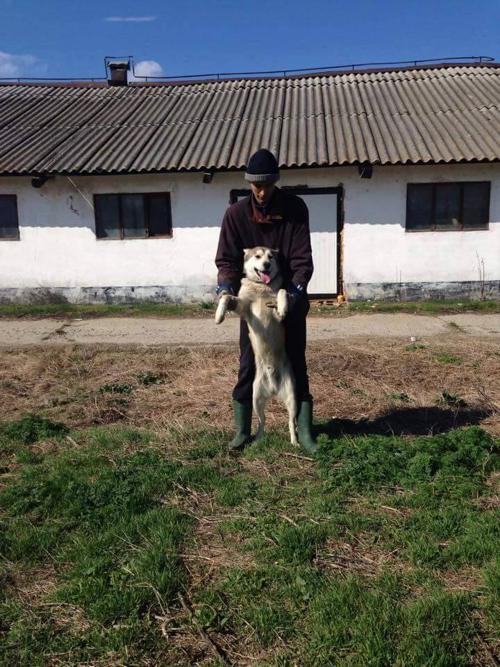 Biko, Husky 2/3 ans gentil ok congénère ROUMANIE ASSO Suisse ADOPTE 10420710