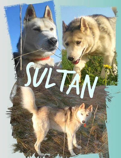 SULTAN, CLT x Husky (9 ans)  (m) vivait dans un placar, ASSO12  ADOPTE - Page 3 10426010