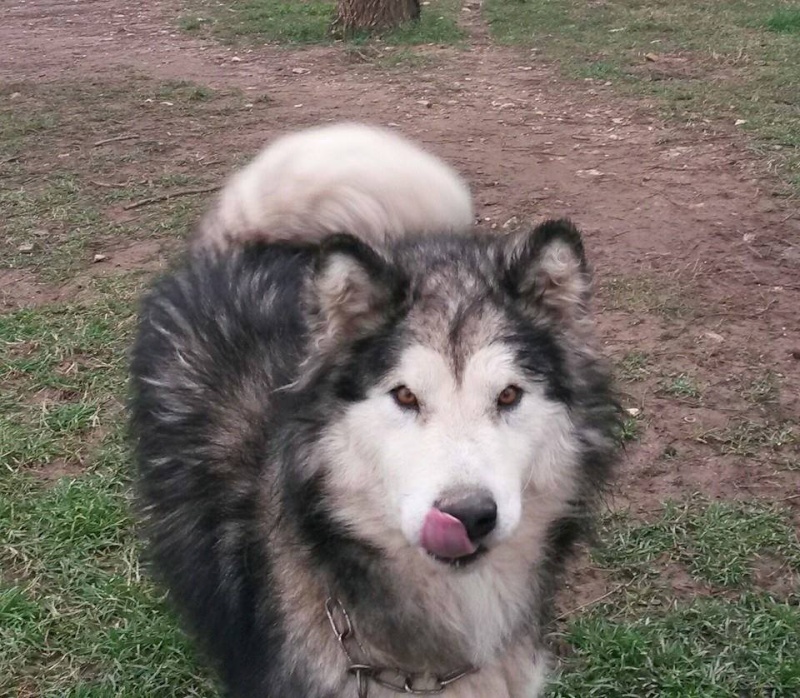 Fenix, Malamute 22/10/2010, hyper sociable pas ok chat ASSO39  ADOPTE 10428010