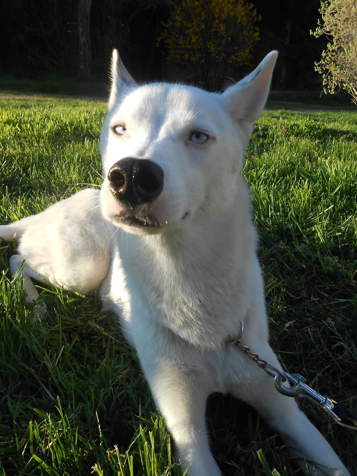 Youki Husky 14 mois (m) ASSO39  ADOPTE 10460810