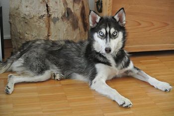 Maya, type Husky (f) ROUMANIE ADOPTEE 10502310