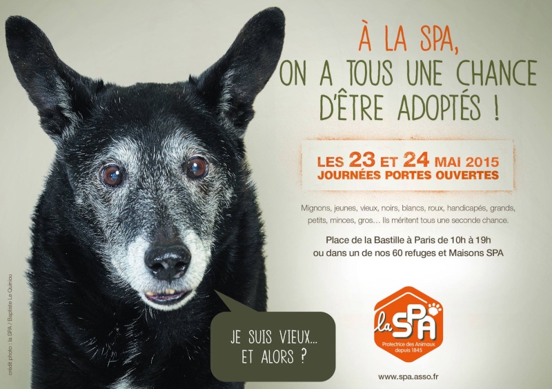 JASON beau x husky, noir et feu, ok congénères, pas ok chats REFU29 - Page 3 10603810