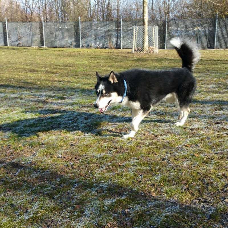 Flash, Husky mâle 3 ans REFU Suisse ADOPTE 10615511