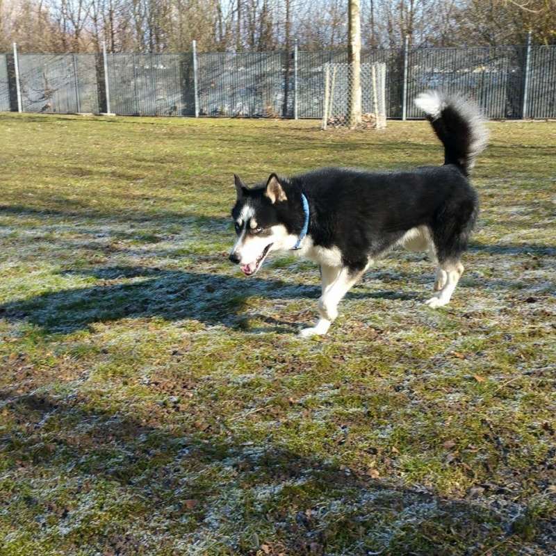 Flash, Husky mâle 3 ans REFU Suisse  ADOPTE 10615511