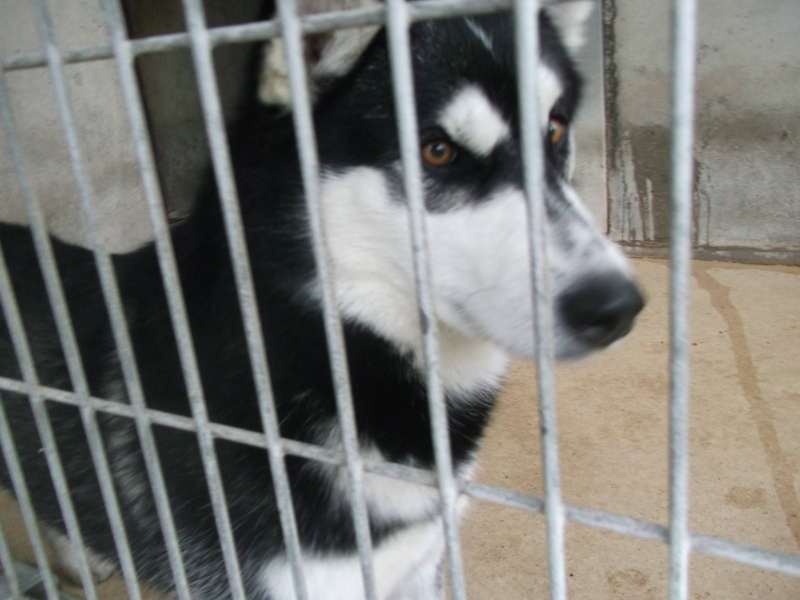   BALTO Husky (m) jeune, dynamique et très gentil REFU86  ADOPTE 10887010