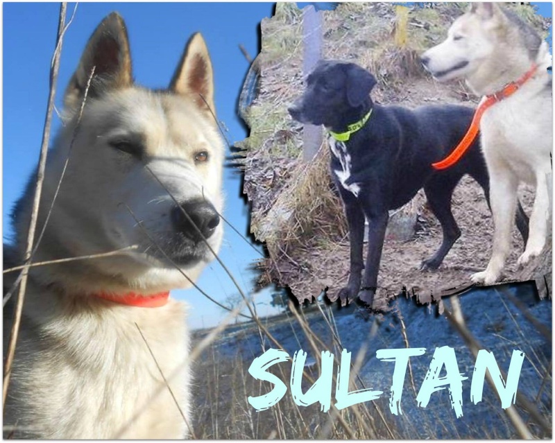 SULTAN, CLT x Husky (9 ans)  (m) vivait dans un placar, ASSO12  ADOPTE - Page 3 10982710