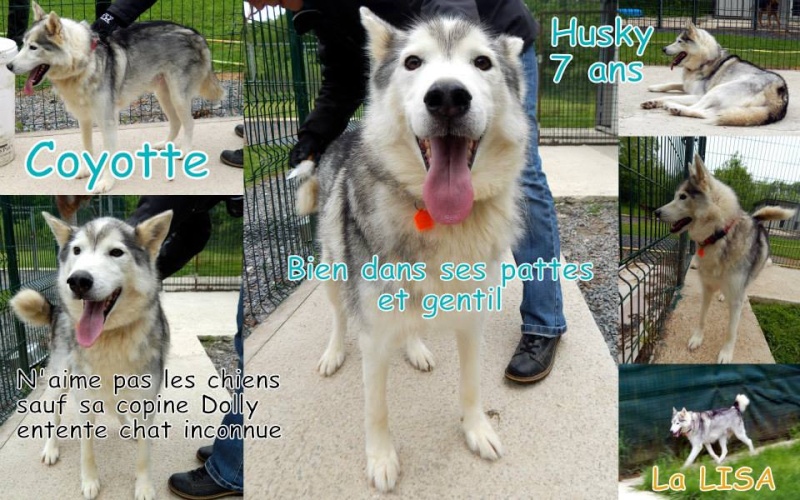 Coyotte husky ( m) 7 ans chats non testés  REFU 08 ADOPTER 10994310