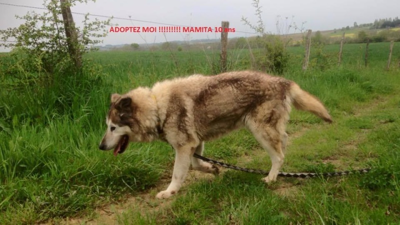 MAMITA , Husky x  ba (f) 10 ans ASSO85 11018110