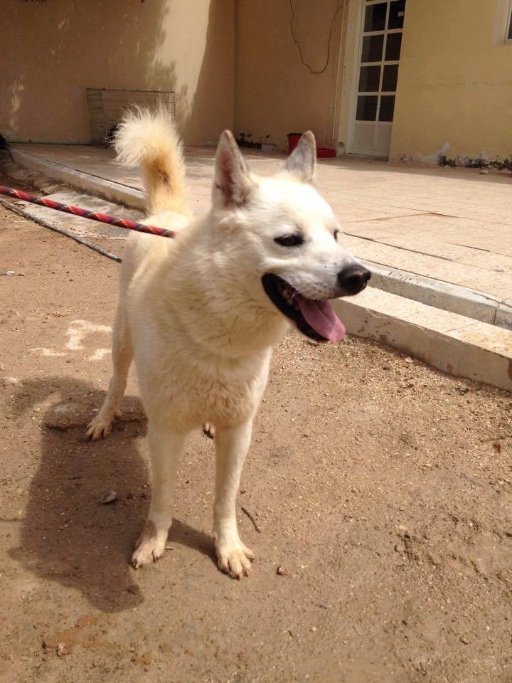 Sky, type Husky samoyède 2 ans ok congénères REFUGE DU QATAR 11018510