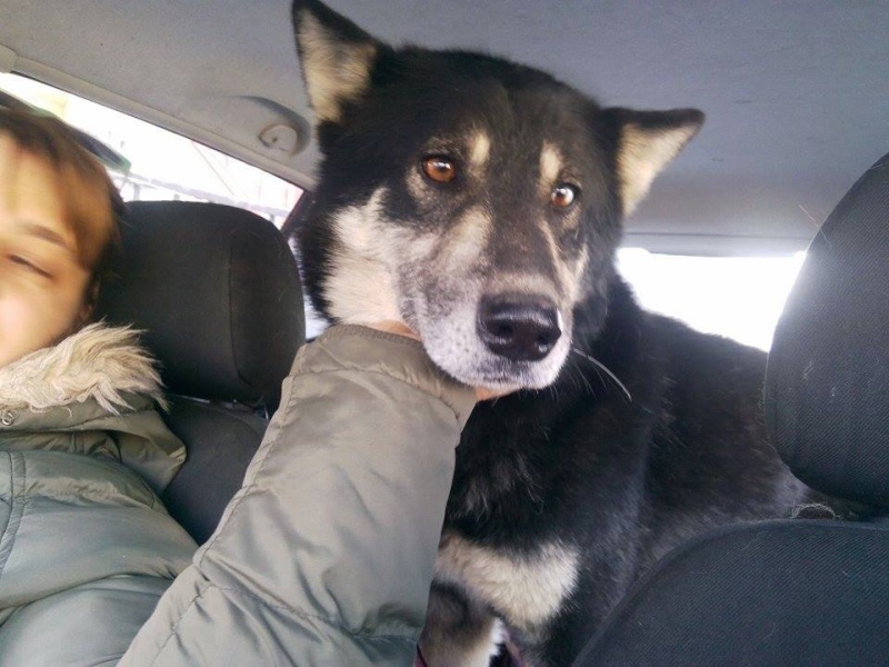 OURAL x husky (m) 3 ans ok congénères et chats ROUMANIE 11070810