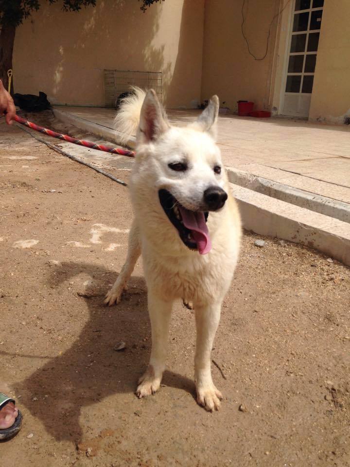 Sky, type Husky samoyède 2 ans ok congénères REFUGE DU QATAR 11074410