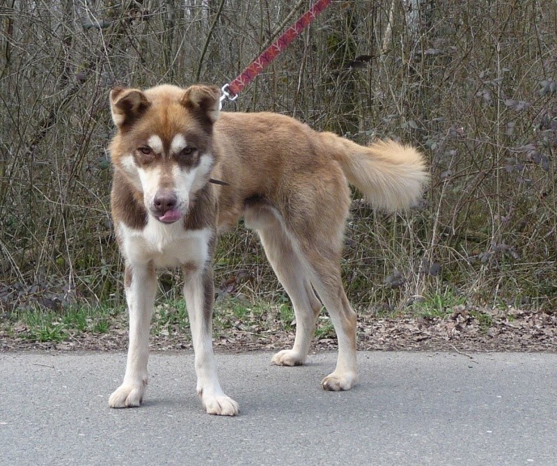 NANOOK, Husky mâle 4 ans REFU19 ADOPTER 11080410