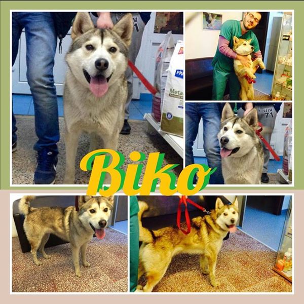 Biko, Husky 2/3 ans gentil ok congénère ROUMANIE ASSO Suisse ADOPTE 11083811