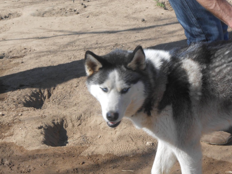 Luna Husky,04/12/2013/ (f) gentille très dynamique ASSO26 ADOPTEE 11092510