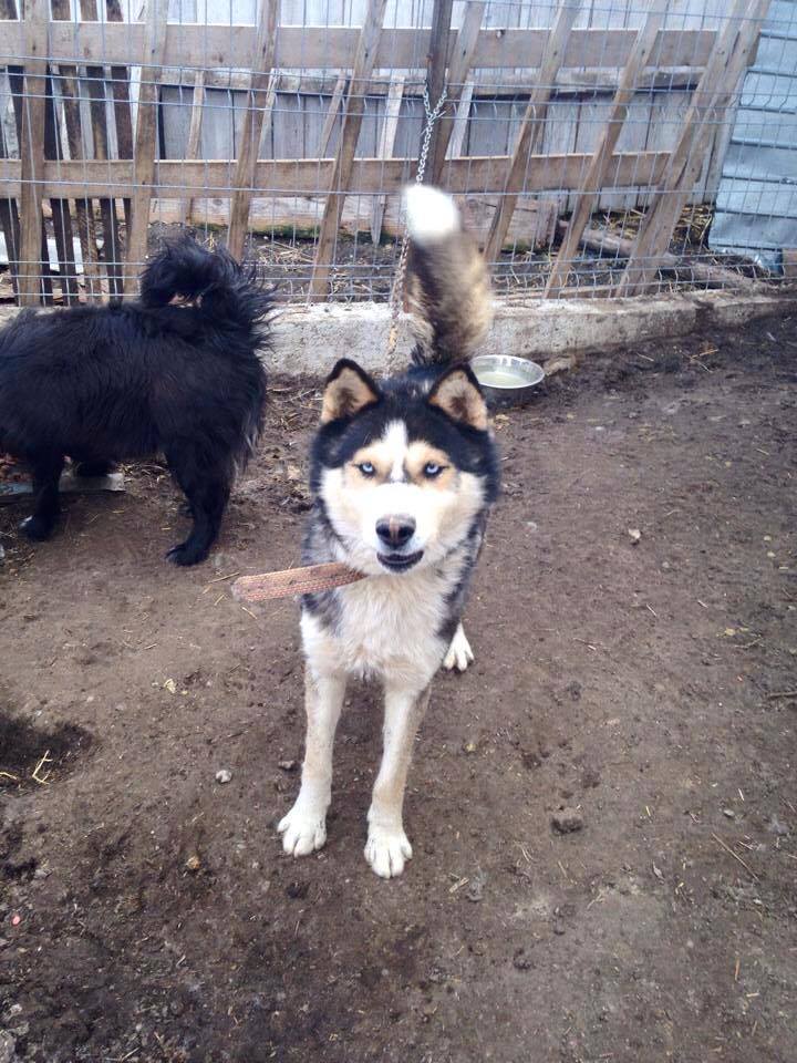 Huss Husky (m) 2/3 ans en urgence ROUMANIE ASSO Suisse  ADOPTER 11112510