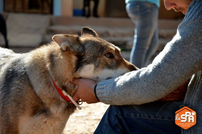 JO et JENA, Chien-loup tchèque X Husky, frere et soeur 2011 REFU13 11133711