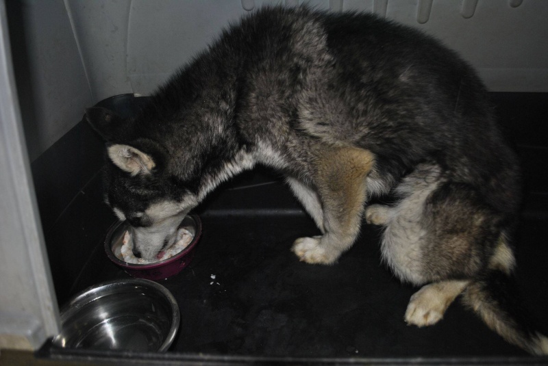 KAYA URGENCE POUR CETTE PUCE , 7 MOIS ROUMANIE DECEDEE - Page 2 11134011