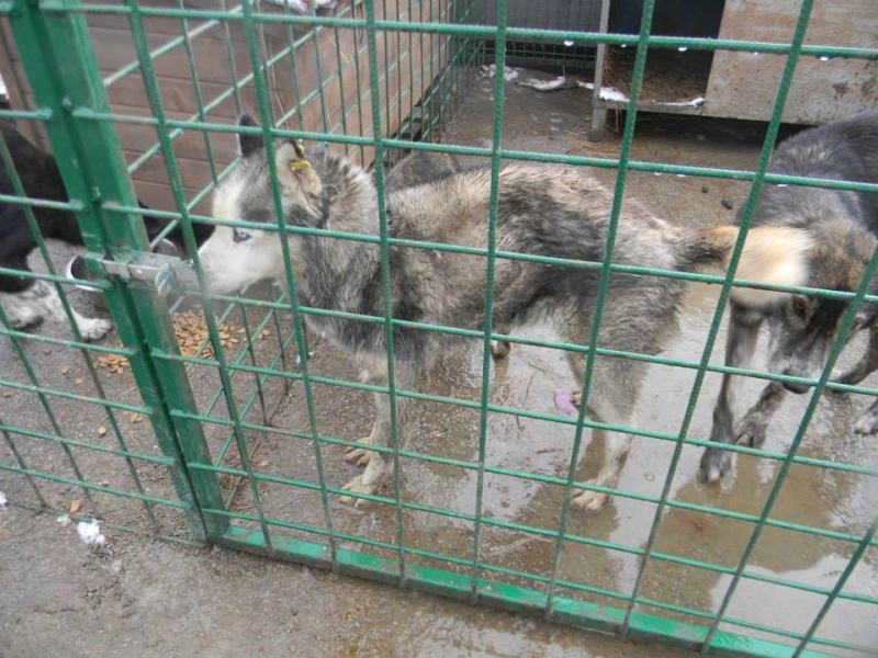     Shilla  URGENT Femelle Husky, entre 2 ou 3 ans   ROUMANIE  ADOPTEE 11146510