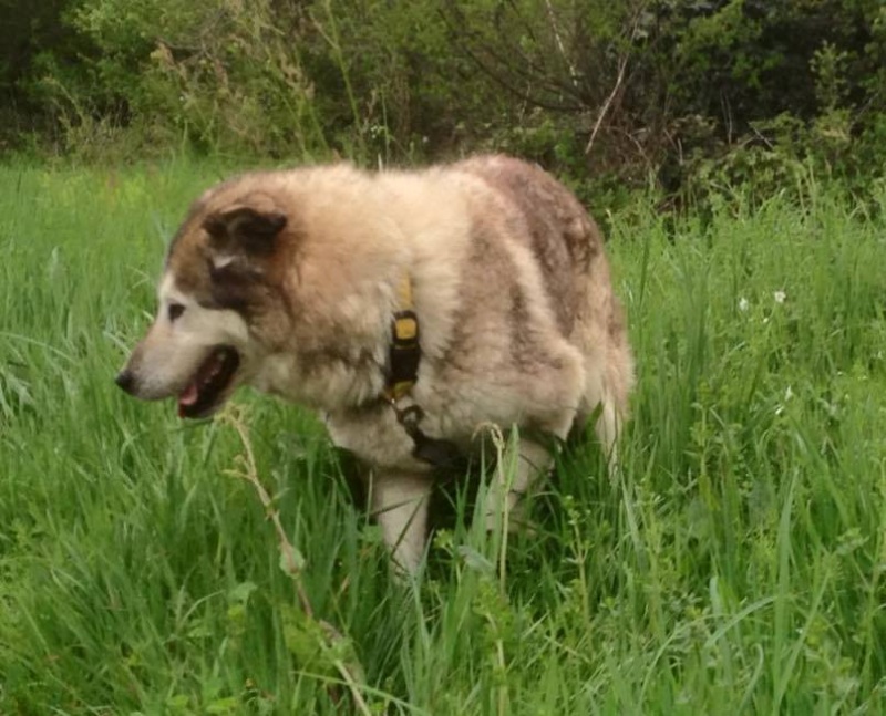 MAMITA , Husky x ba (f) 10 ans ASSO85 11150510