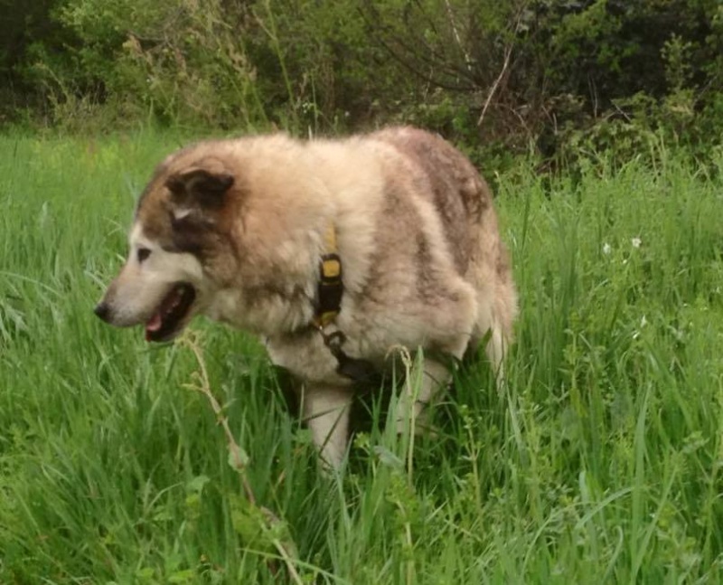 MAMITA , Husky x  ba (f) 10 ans ASSO85 11150510