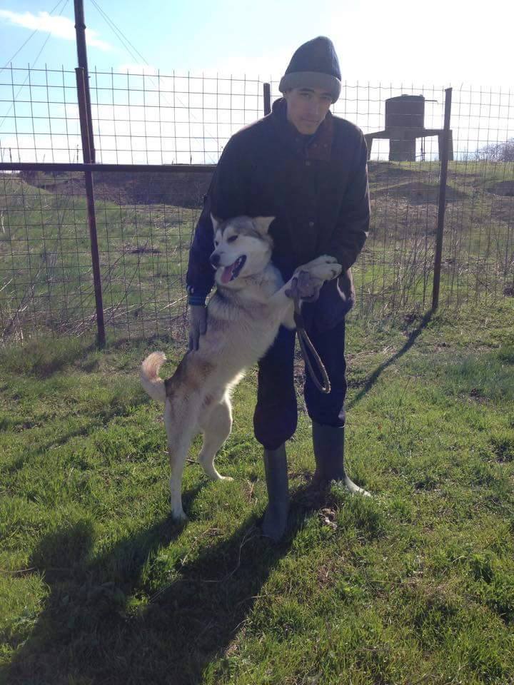 Biko, Husky 2/3 ans gentil ok congénère ROUMANIE ASSO Suisse ADOPTE 11152710