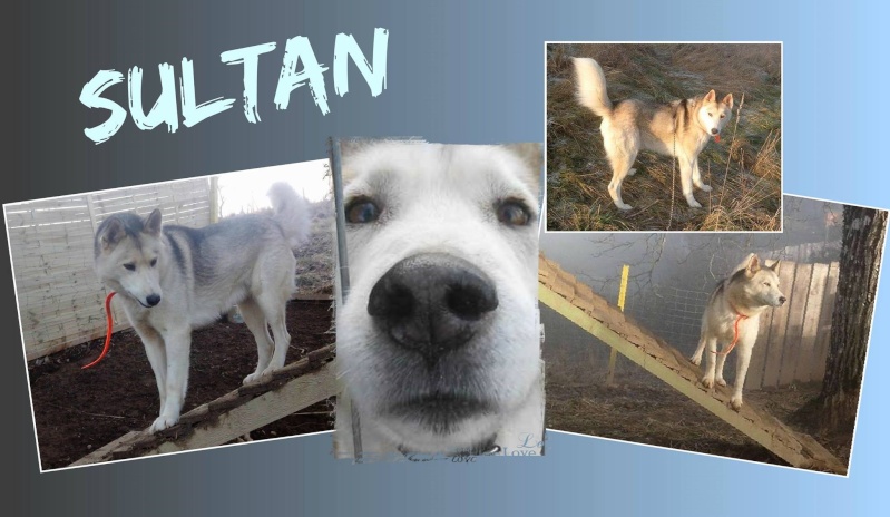 SULTAN, CLT x Husky (9 ans) (m) vivait dans un placar, ASSO12 ADOPTE - Page 3 11154710