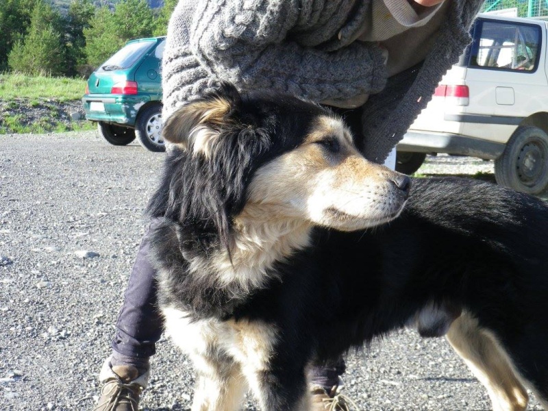 Kaïser, croisé chien finnois de laponie (m) REFU04 ADOPTE 11155013