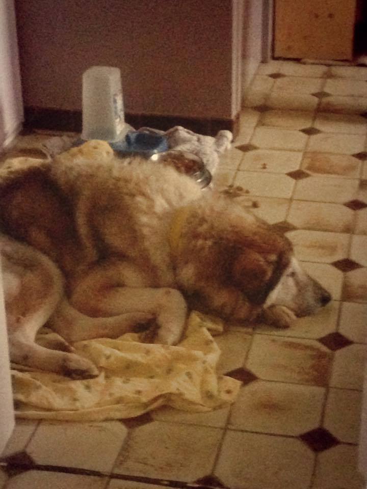 MAMITA , Husky x ba (f) 10 ans ASSO85 11156112
