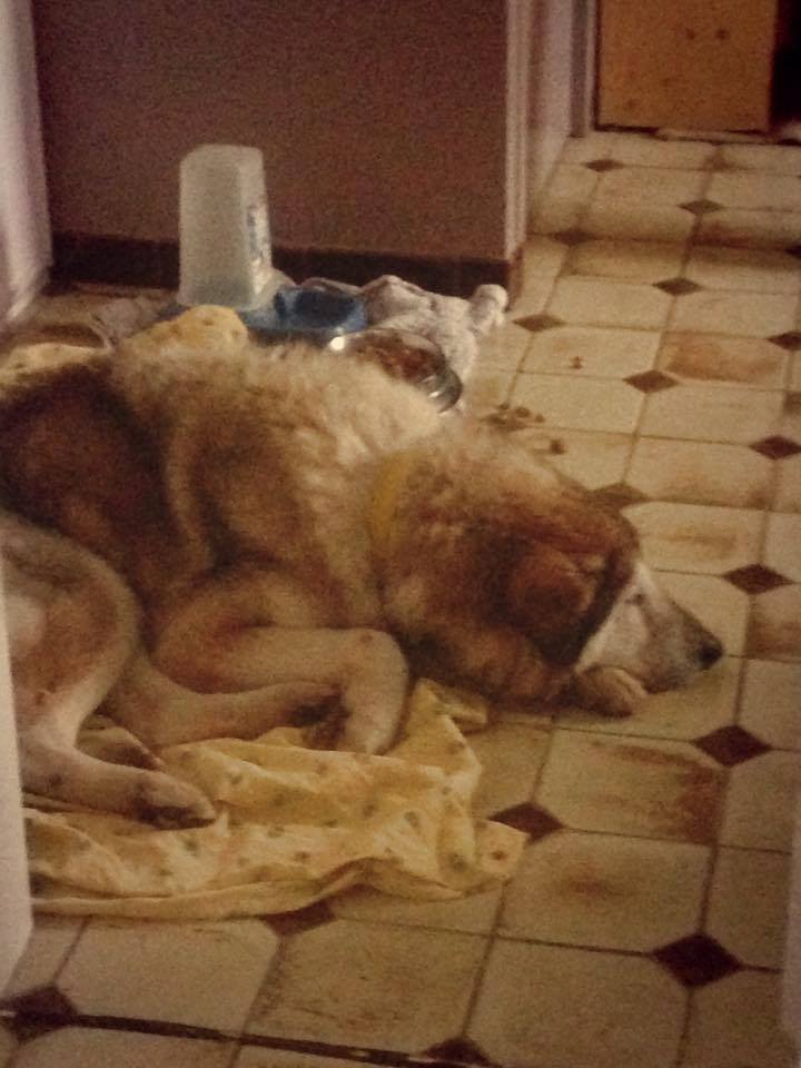 MAMITA , Husky x  ba (f) 10 ans ASSO85 11156112