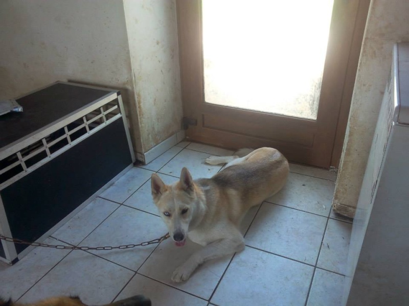 Tara type Alaskan Husky (f) 01/09/2012 pas de chats ASSO56 ADOPTée 11164710