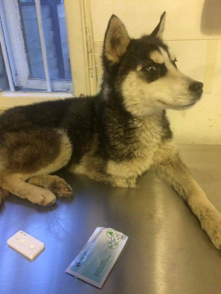 KAYA URGENCE POUR CETTE PUCE , 7 MOIS ROUMANIE DECEDEE - Page 2 11196311
