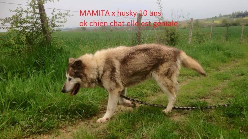 MAMITA , Husky x  ba (f) 10 ans ASSO85 11209310
