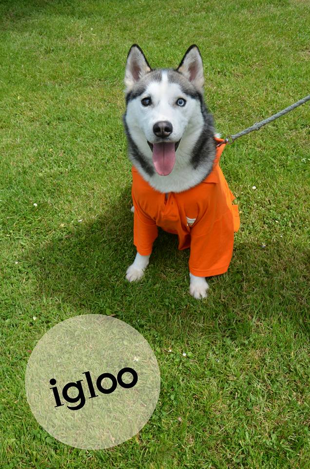 Igloo husky (m)gris et blanc né le 07/2013/doux REFU50  ADOPTé!! 11225310